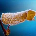 frost-hard-freeze