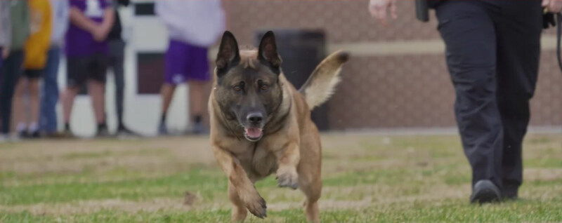 K9 Majlo Tracks Down Suspect Who Fled from Tractor Supply Burglary – Mt. Juliet Police Newsroom