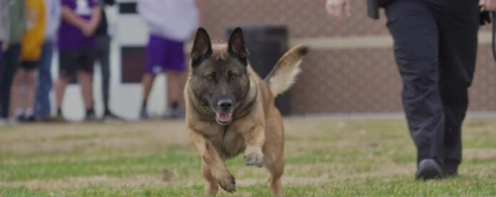 K9 Majlo Tracks Down Suspect Who Fled from Tractor Supply Burglary – Mt. Juliet Police Newsroom