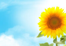 Middle Tennessee Weather 8-14-17-2025 Hot