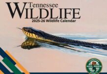 TWRA’s Tennessee Wildlife Magazine 2026-27 Photo Contest Now Underway
