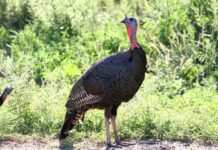 TWRA Releases 2025 Wild Turkey Summer Survey Results