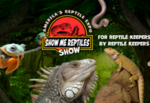 Explore Exotic Animals at the Lebanon Reptile Expo at the Wilson County Fairgrounds show me reptile show 2026