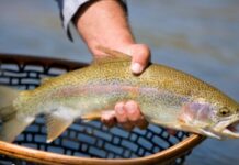 TWRA Winter Trout Stocking Continues Through February at 40+ Tennessee Locations