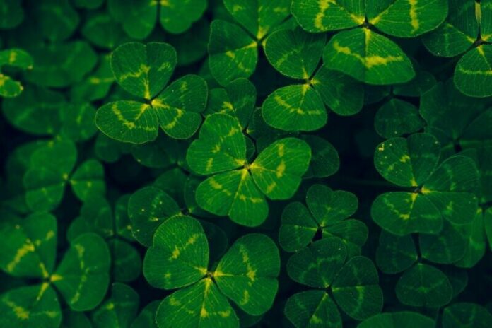 St Patrick's Day - Clover