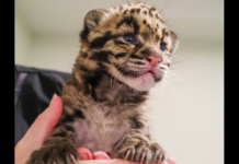 Nashville Zoo Welcomes 50th Clouded Leopard Cub