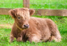 Nashville Zoo Welcomes New Highland Cow To Historic Farm