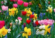 OBITUARY: Joyce Best obit24