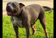 Lebanon Fire Department Searching for Owner of Found Pit Bull
